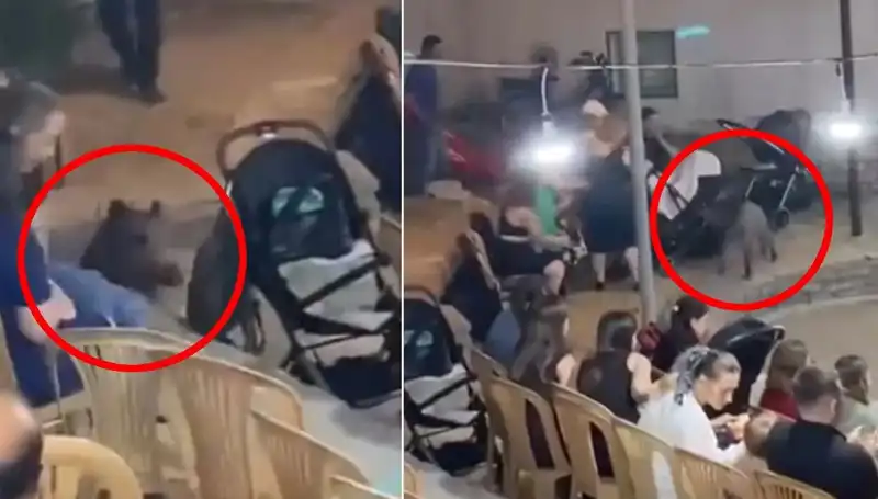 Düğün Töreninde Yaban Domuzu Sürprizi: Misafirler Şoke Oldu!