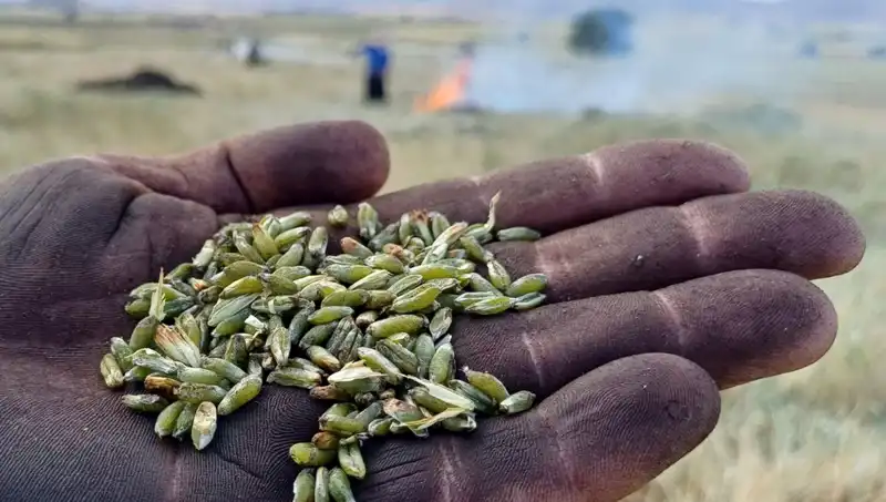 Firik Sezonu Başladı: Eşsiz Tadı ve Sağlık Faydaları ile Dikkat Çekiyor