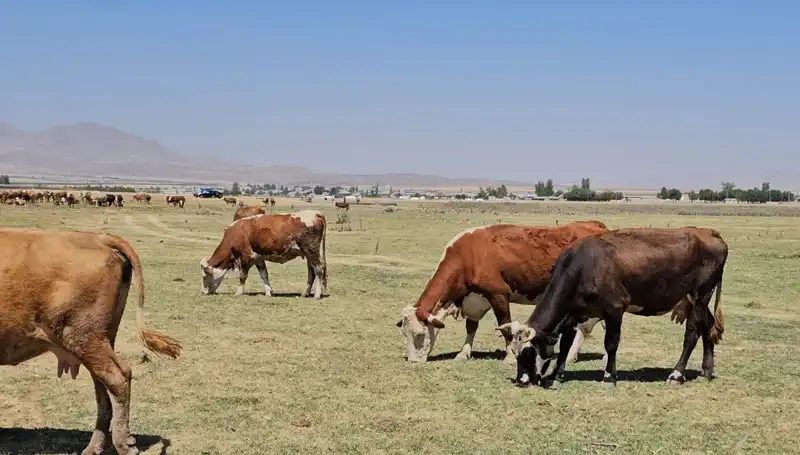 Arin Gölü'ndeki Kuru Güzellik: Su Sıkıntısına Dikkat Çekiliyor