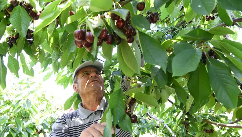 Lapseki Devi: Çay Bardağında Sığmayan Usta Yemek Şefinin Hikayesi