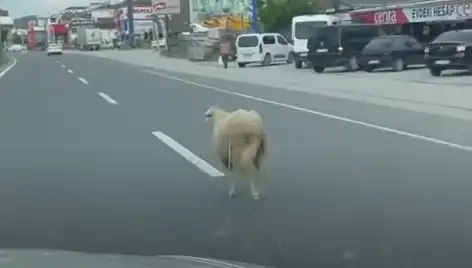 Yalova’da Kurbanlık Hayvan Kaçışı Trafiği Kilitledi!