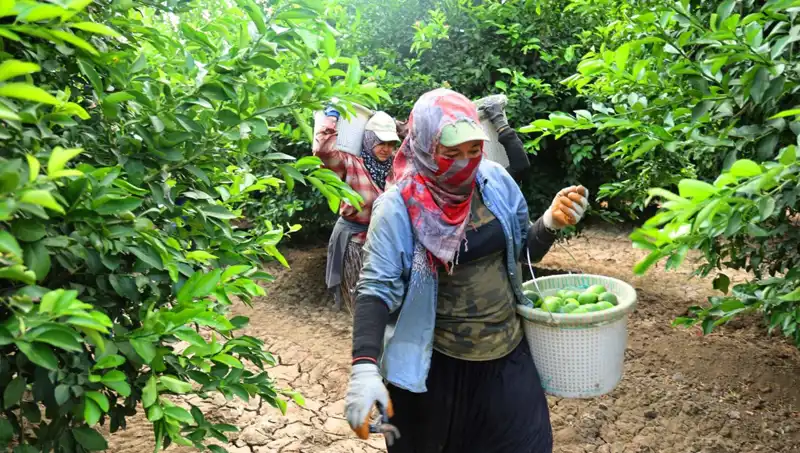 Marketlerde Meyve ve Sebze Fiyatları: Yeni Hasatla Düşüş Bekleniyor