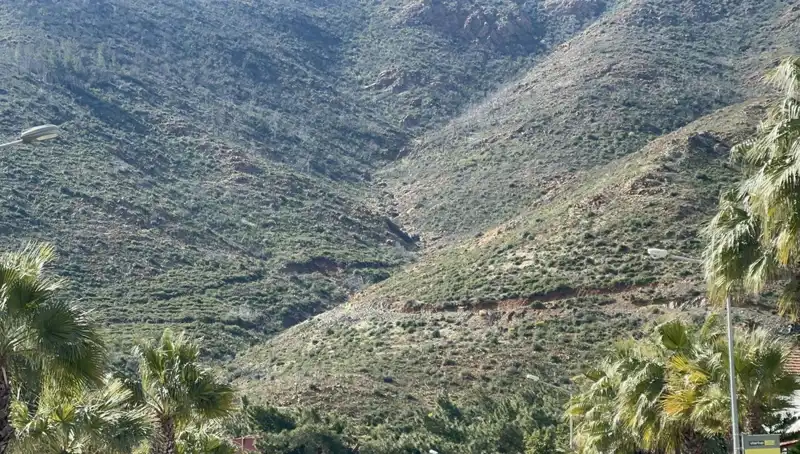Marmaris'teki Yangından Sonra Orman Yenileniyor: Tohumlar Fidana Dönüştü