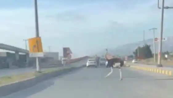 Trafikte Deve Kuşu Görülmesi, Sürücüler Arasında Şaşkınlık Yarattı