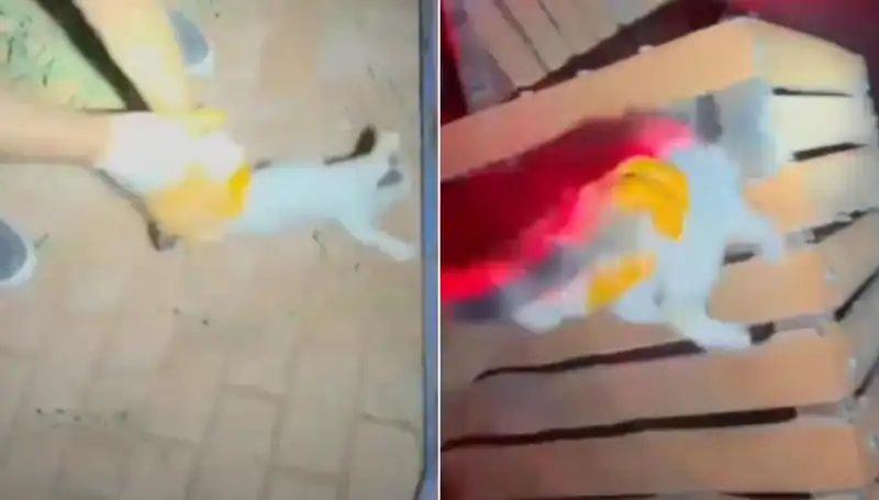 Gece Yarısı İtfaiyeden Kedi Kurtarma Operasyonu: İşte O Anlar
