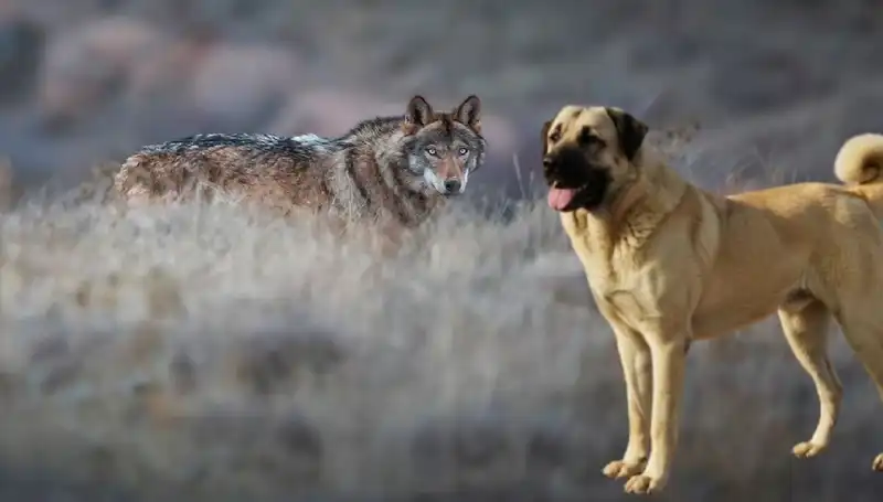 Kangal Köpeği Talebi Kurt Popülasyonundaki Artışla Nasıl Yükseldi?