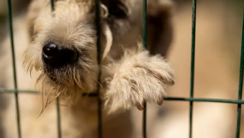 Ailesinin Neglect Ettiği Çocuk, Bir Köpek Gibi Havlayarak İletişim Kurmaya Başladı
