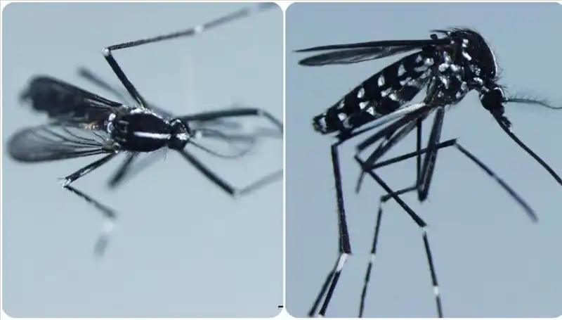 Chikungunya Virüsü: Tehlikesi ve Dünya Genelindeki Etkileri