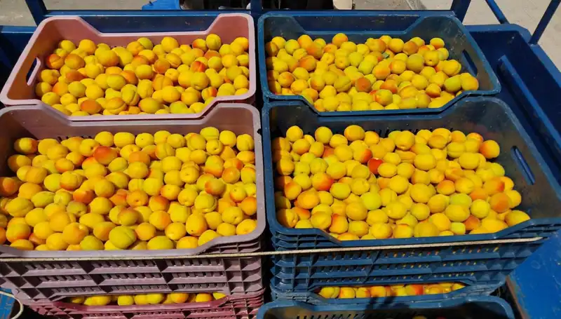 İlk Hasat İle Tarımda Umutlar Tazelendi: 500 TL'den Satışa Çıktı