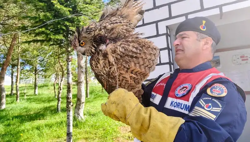 Dikenli Tellere Takılan Puhu, Hayvanseverlerin Desteğiyle Kurtarıldı