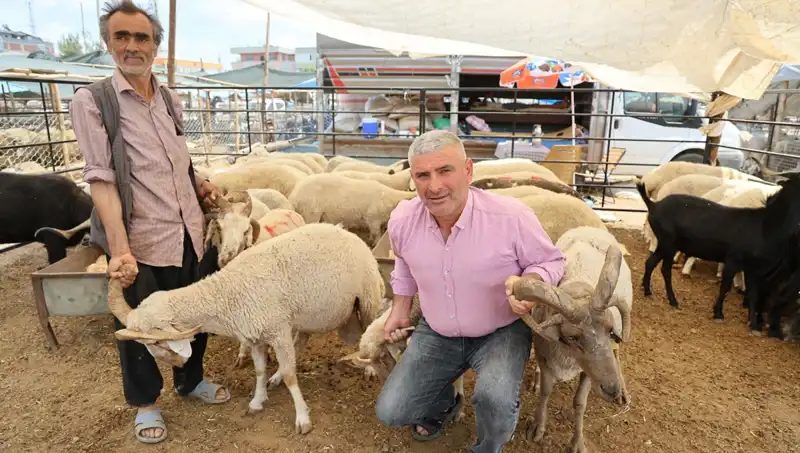 Kurban Pazarında Göz Dolduran 4 Boynuzlu Koçlar, Talep Zirve Yaptı