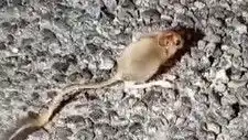 Tunceli’da Nadir Görülen Arap Tavşanı Kamera ile Yakalandı!