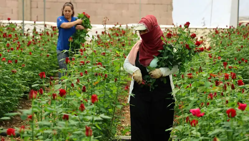 Gül Üreticilerinin Anneler Günü İçin Yaptığı Hazırlıklar ve Fiyatlar