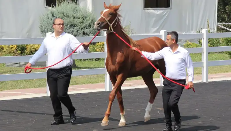 Türkiye'nin En Büyük Sel Felaketi: "Taşkın Kral" Rekor Kırdı
