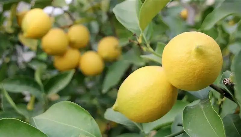 Limon Fiyatları Uçtu: Ekim 2023'te Adedi 24 Lira!