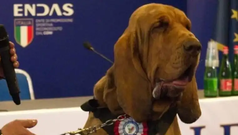 Arama Köpeğine Suikast: Çivili Sosisle Canice Saldırı