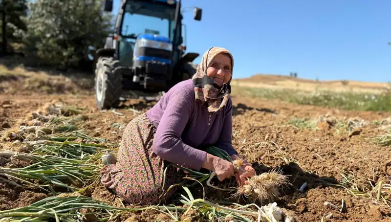 Dünya Çapında Ünlü: Selenyum Zengini Bitkinin Tarladan Fiyatı Şaşırtıyor