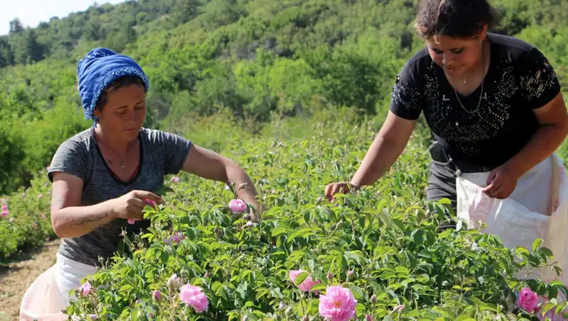 Zirai Don Vurgunu: 2023'te Tarımda Beklenmeyen Kriz
