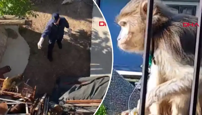 Muğla'da Sokakları Alevlendiren Maymun Kovalamacası: Mahalleli Peşinde